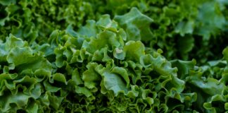 Los Altos Ranch Market: Discover Fresh Finds and Local Delights!