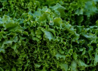 Los Altos Ranch Market: Discover Fresh Finds and Local Delights!